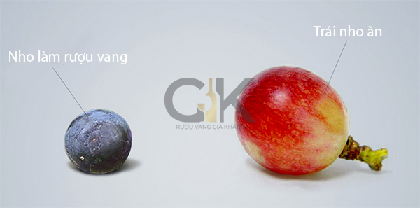 Rượu vang là gì? Các khái niệm cơ bản về rượu vang Sự khác biệt giữa nho làm rượu vang và nho ăn