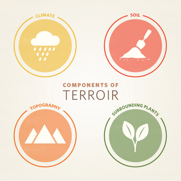Các yếu tố chính của Terroir