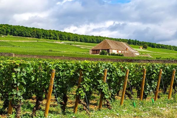 Tìm hiểu về rượu vang Pháp: Lịch sử và các vùng làm vang Một domaine ở Burgundy