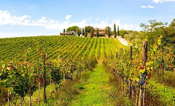 Rượu vang nước nào ngon nhất thế giới? Một góc của vùng Tuscany, Italia
