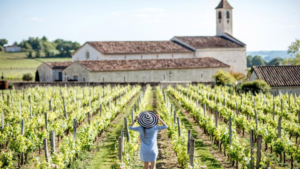 Nắng vàng trên một vườn nho tại Bordeaux
