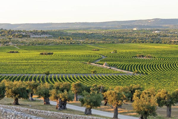 Rượu vang Puglia là bí quyết tạo nên giá trị của Ý Những cánh đồng nho đầy ánh nắng tại Puglia
