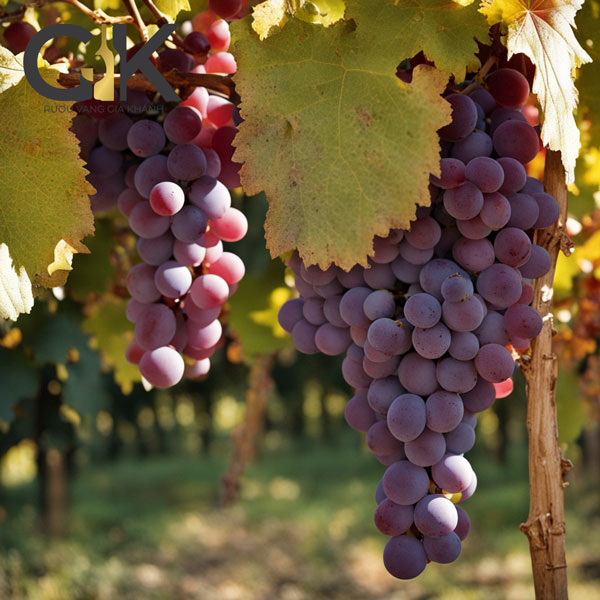 Tìm hiểu 11 giống nho làm rượu vang phổ biến nhất Pinot Noir là loại nho làm rượu vang đỏ với hương vị mềm mại, nhẹ nhàng