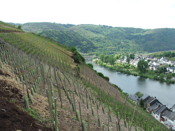 Terroir thường để chỉ địa hình đất đai và khí hậu