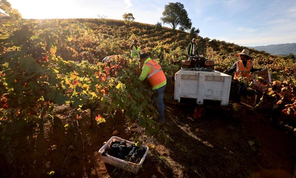 California đã chuẩn bị cho một mùa thu hoạch nho bội thu Nắng nóng kéo dài tại California giúp nho Zinfandel dễ dàng phát triển