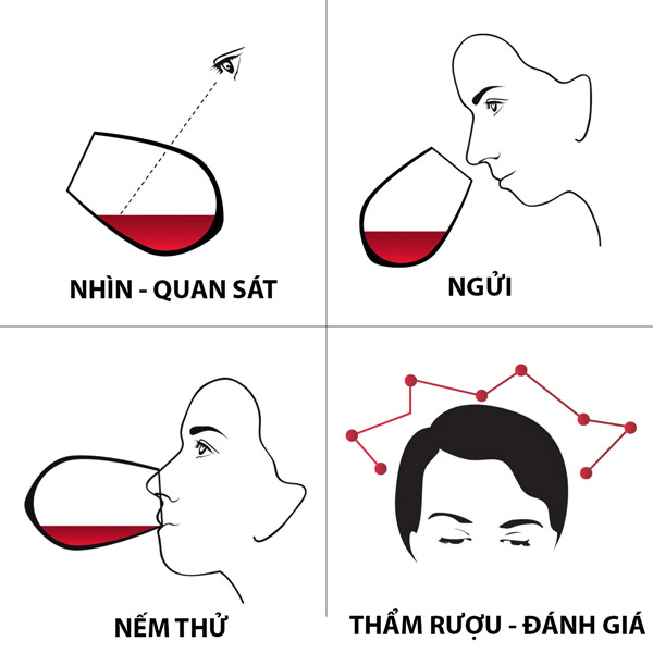 Hướng dẫn bạn nếm thử rượu vang và phát triển khẩu vị 4 bước nếm thử rượu vang cơ bản