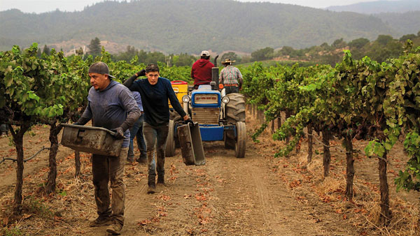 Tất tần tật về giống nho Cabernet Sauvignon California dần nổi bật với Cabernet Sauvignon chất lượng cao