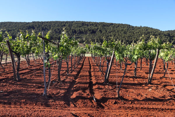 Tìm hiểu về giống nho Primitivo - Zinfandel Đất tại Puglia giàu canxi bởi lớp đá vôi và trầm tích