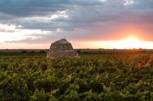 Tìm hiểu về giống nho Primitivo - Zinfandel Địa hình Puglia ít đồi núi với những túp lều trulli