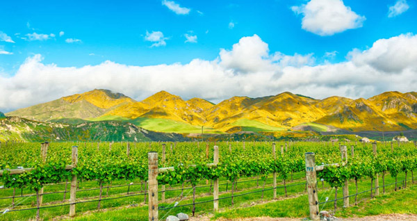 Tìm hiểu về giống nho Pinot Noir Giống nho Pinot Noir là nho đỏ chủ đạo của New Zealand