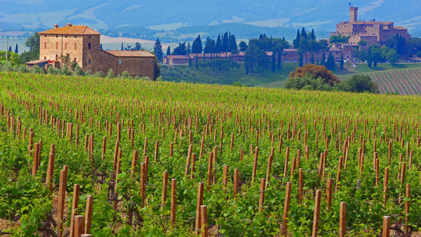 Tất tần tật về giống nho Cabernet Sauvignon Giống nho Cabernet Sauvignon nổi bật với Super Tuscan ở Tuscany