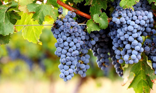 Tất tần tật về giống nho Cabernet Sauvignon Giống nho Cabernet Sauvignon