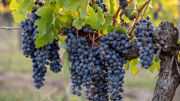 Mọi điều bạn cần biết về giống nho Merlot Giống nho Merlot được trồng rộng rãi trên thế giới