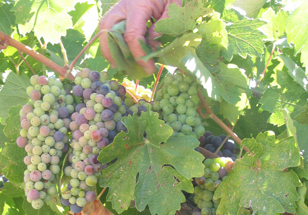 Tìm hiểu về giống nho Primitivo - Zinfandel Giống nho Primitivo thường chín không đều
