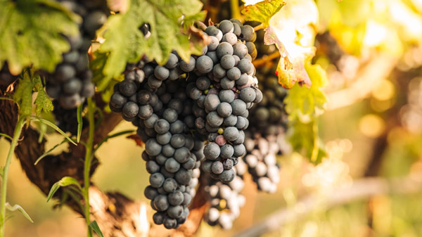 Tìm hiểu về giống nho Primitivo - Zinfandel Giống nho Primitivo (Zinfandel) dùng để làm rượu vang đỏ