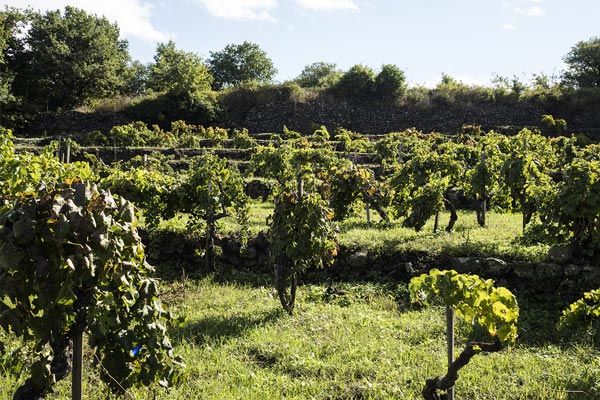 Tìm hiểu về giống nho Primitivo - Zinfandel Hệ thống trồng nho Alberello