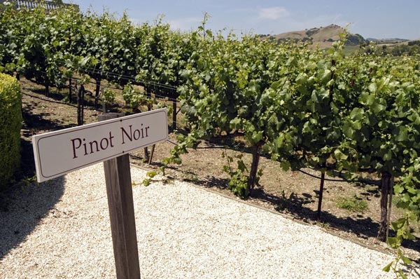 Sideways - bộ phim đã định hình lại cả ngành công nghiệp rượu vang Một vườn nho Pinot Noir tại Napa Valley, California