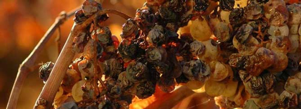 Appassimento nghĩa là gì? Có gì khác với Ripasso? Nấm botrytis mang đến hương vị phức tạp hơn cho rượu vang nho