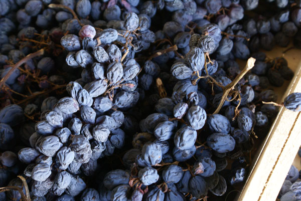 Rượu vang Amarone là gì? Nho sấy khô bởi quy trình Appassimento