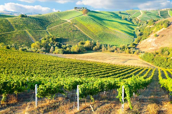 Tất tần tật về giống nho Cabernet Sauvignon Những ngọn đồi trồng nho Cabernet Sauvignon ở Bordeaux