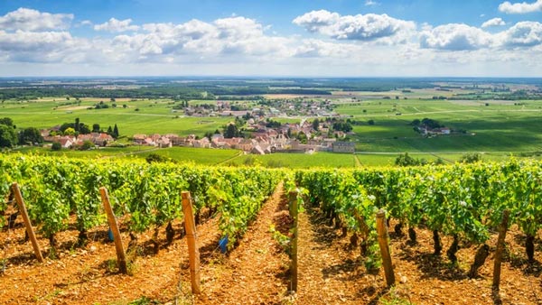 Tìm hiểu về giống nho Pinot Noir Những vườn nho Grand Cru Pinot Noir tại Burgundy