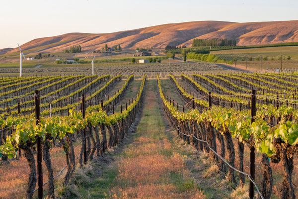 Mọi điều bạn cần biết về giống nho Merlot Những vườn nho Merlot tại Washington