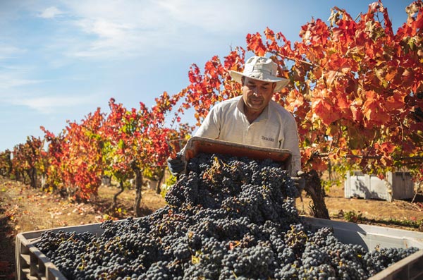 Mọi điều bạn cần biết về giống nho Merlot Thu hoạch Merlot tại một điền trang ở Chile