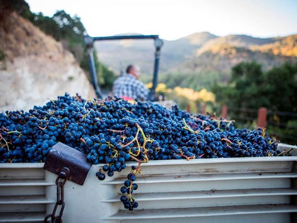 Mọi điều bạn cần biết về giống nho Merlot Thu hoạch nho Merlot tại Napa Valley