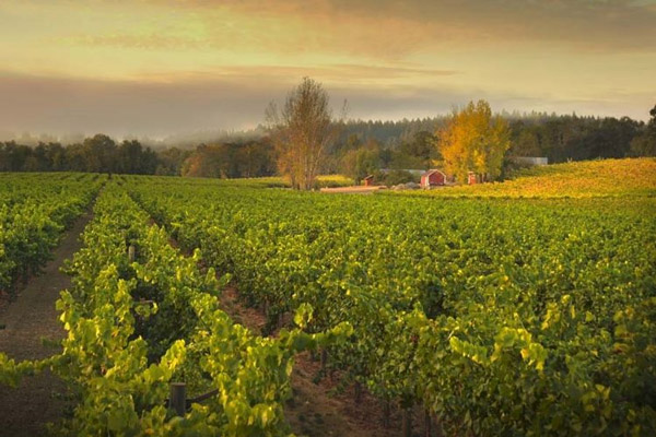 Sideways - bộ phim đã định hình lại cả ngành công nghiệp rượu vang Thung lũng Russian River có terroir phù hợp cho cây nho Pinot Noir
