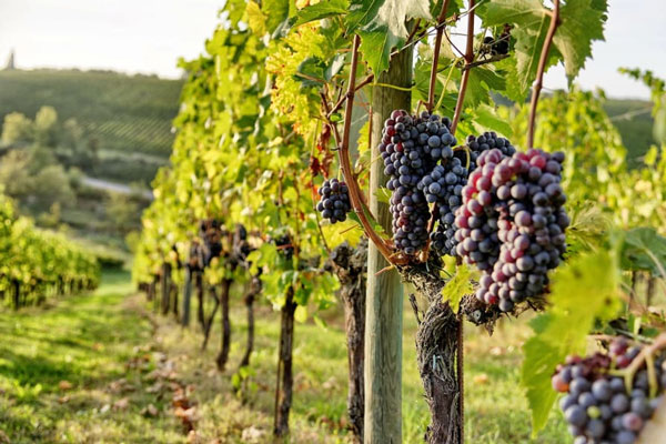 Tìm hiểu về giống nho Sangiovese Giống nho Sangiovese có vỏ mỏng, sáng màu