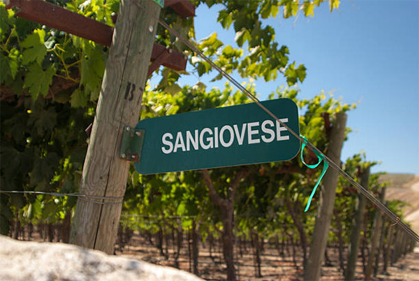 Tìm hiểu về giống nho Sangiovese Giống nho Sangiovese được trồng nhiều nhất ở Ý