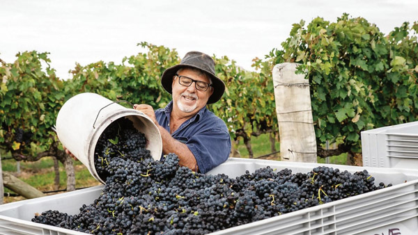 Tìm hiểu về giống nho Syrah / Shiraz Giống nho Syrah quả nhỏ, tròn và sẫm màu