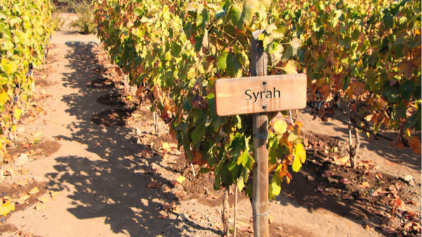 Tìm hiểu về giống nho Syrah / Shiraz Giống nho Syrah yêu thích môi trường khí hậu ấm áp