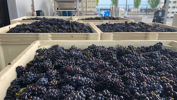 Cuộc khủng hoảng rượu vang của California khi dư thừa quá nhiều nho Nho Pinoit Noir tại Sonoma đang chờ được tiêu thụ