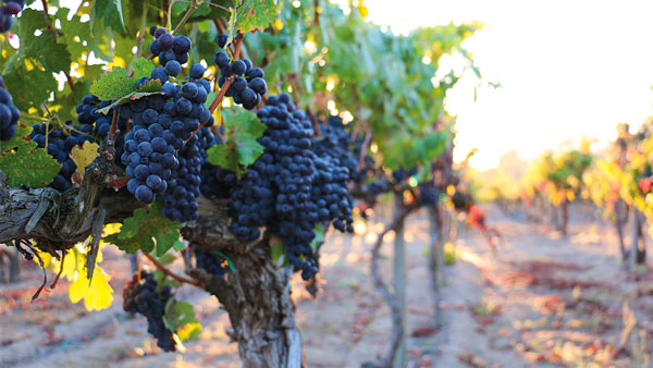 Cuộc khủng hoảng rượu vang của California khi dư thừa quá nhiều nho Những trái nho Zinfandel chín mọng trên cây đang chờ được hái
