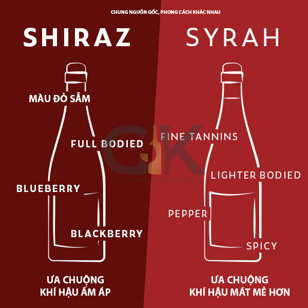 Tìm hiểu về giống nho Syrah / Shiraz Sự khác biệt giữa Syrah và Shiraz