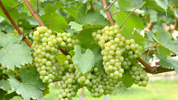 Tìm hiểu về giống nho Chardonnay Giống nho Chardonnay