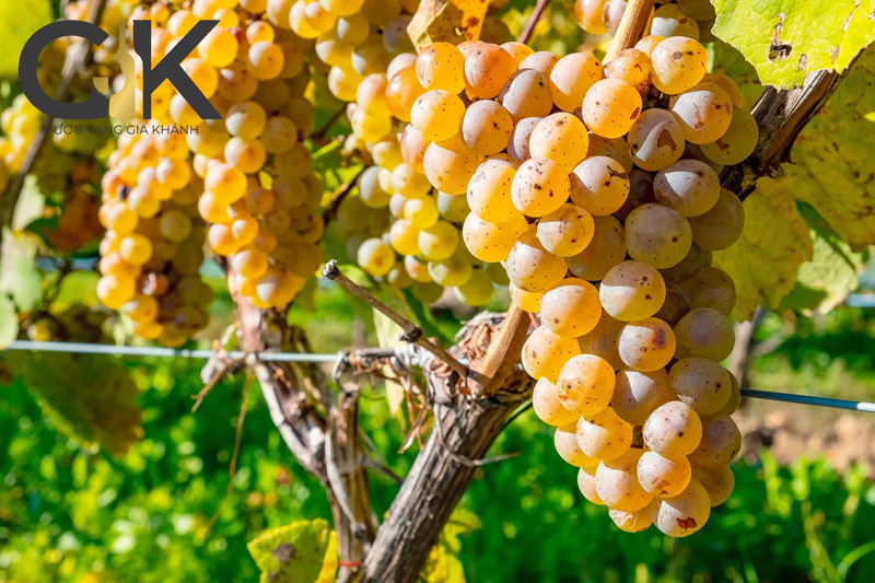 Tìm hiểu về giống nho Riesling - Loại rượu vang trắng tuyệt hảo Giống nho Riesling được trồng tại các vườn nho ở Đức