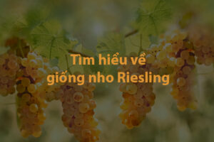 Tìm hiểu về giống nho Riesling